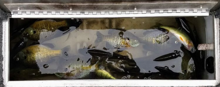 Cooler of fish caught on Pine Lake